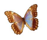 animated butterfly Pictures, Images and Photos