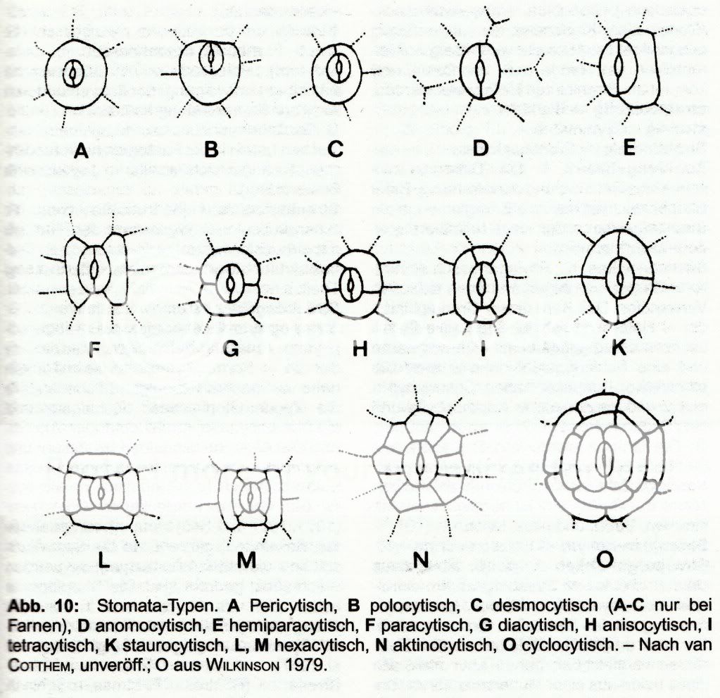 Botanik Epidermis einer Tulpenhybriden (Tulipa spec.)