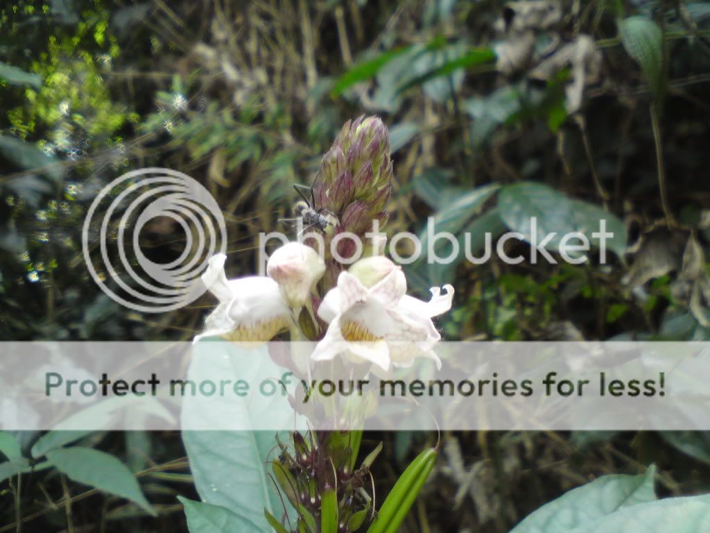 topic về những hình ảnh chụp bằng điện thoại di động