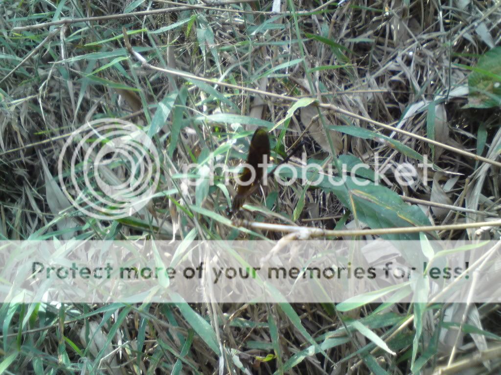 topic về những hình ảnh chụp bằng điện thoại di động - 1