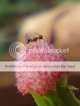 topic về những hình ảnh chụp bằng điện thoại di động - 5