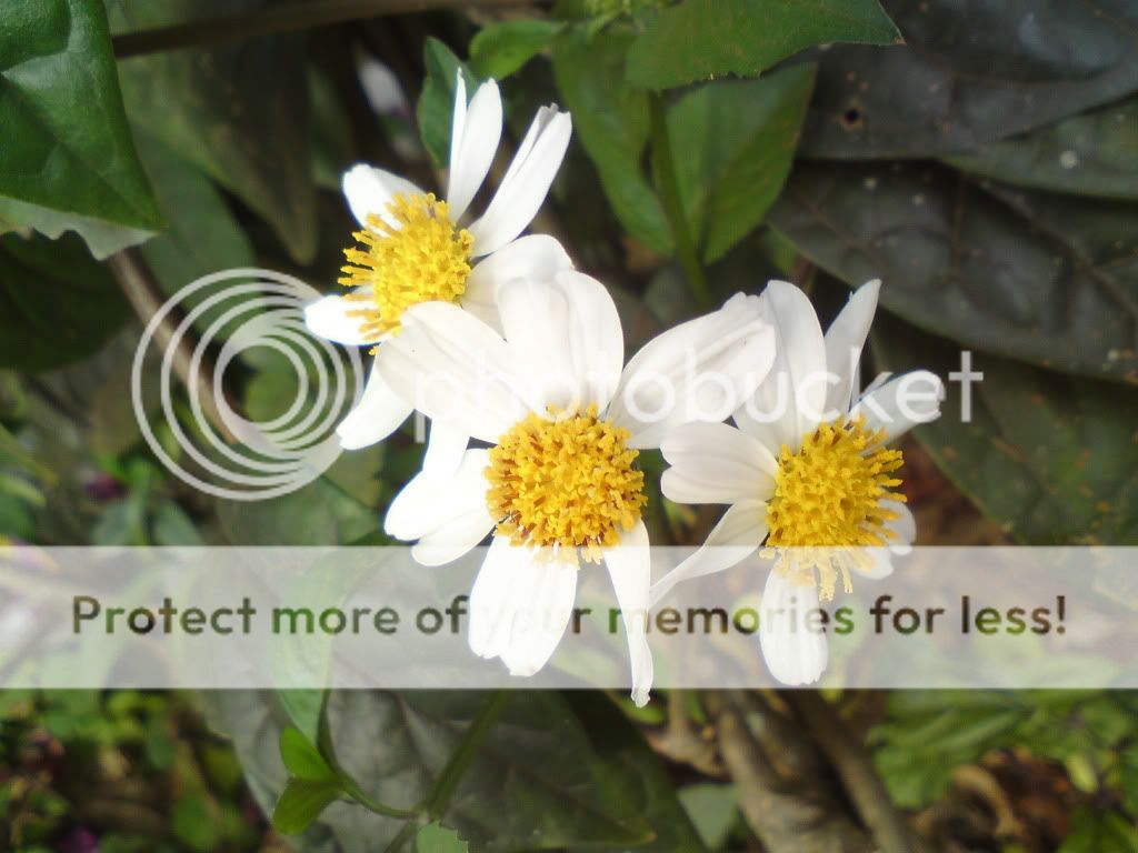 topic về những hình ảnh chụp bằng điện thoại di động - 3