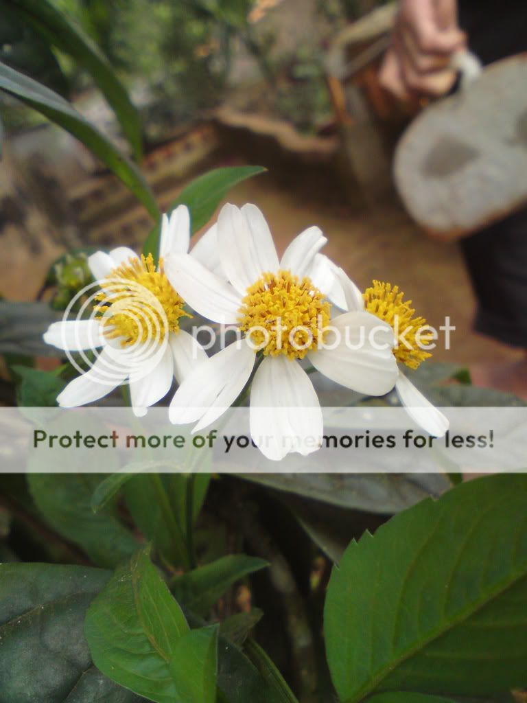 topic về những hình ảnh chụp bằng điện thoại di động - 2