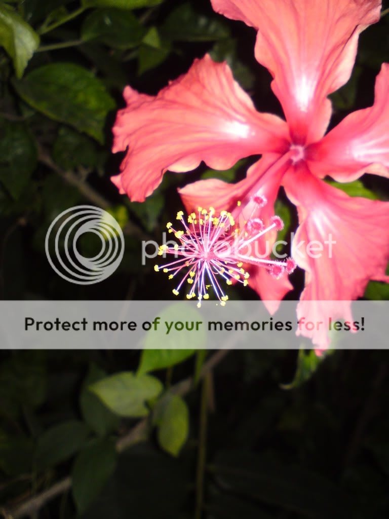 topic về những hình ảnh chụp bằng điện thoại di động