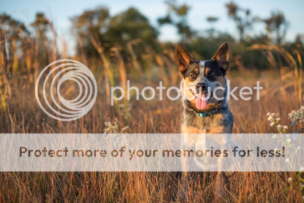 IMAGE: http://i949.photobucket.com/albums/ad333/clickjacker/1X0A7803_zpss002ae1p.jpg