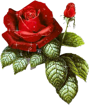 Roses Orkut Scrap