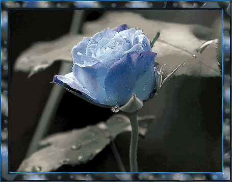 Roses Orkut Scrap