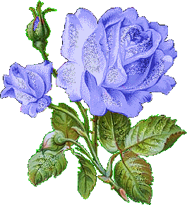 Roses Orkut Scrap