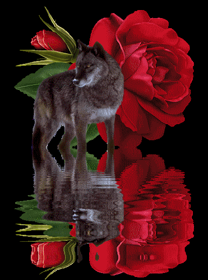 Roses Orkut Scrap