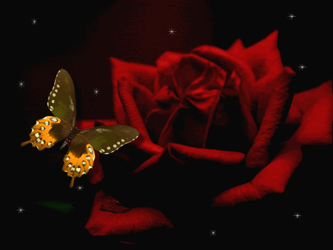Roses Orkut Scrap
