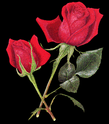 Roses Orkut Scrap