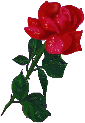 Roses Orkut Scrap
