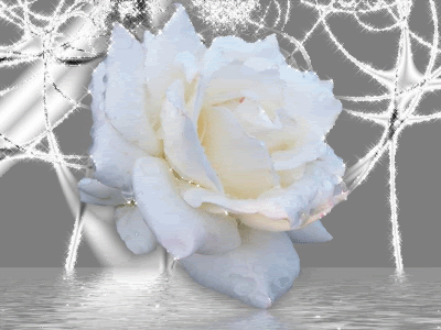 Roses Orkut Scrap