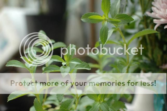 Bán vài chậu cỏ ngọt