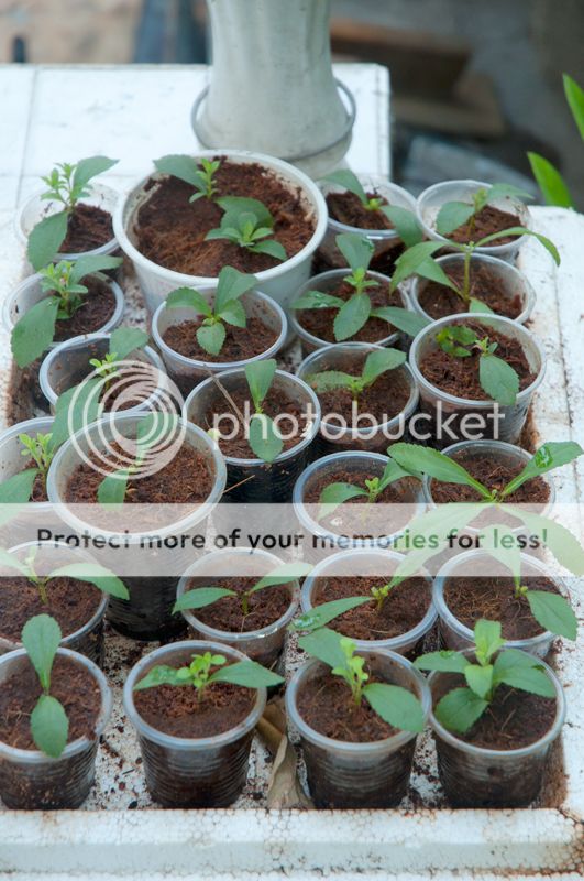 Bán vài chậu cỏ ngọt - 6