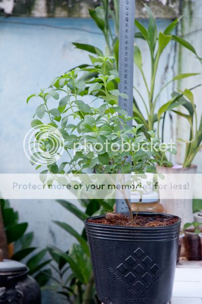 Bán vài chậu cỏ ngọt - 5