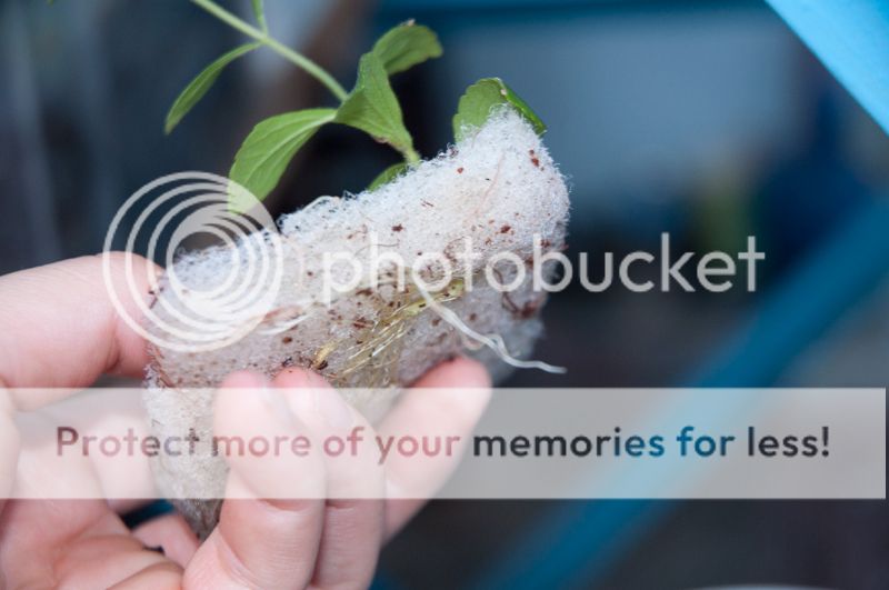 Bán vài chậu cỏ ngọt