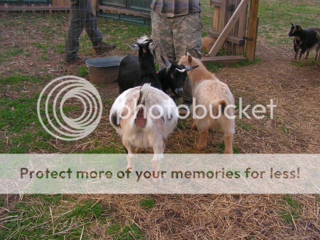 Pics - Baby Belly and cute DH pic - Goats