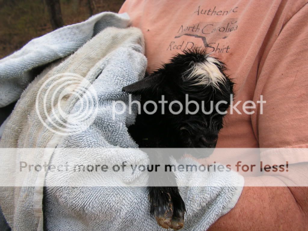 Pics of our new additions - Goats