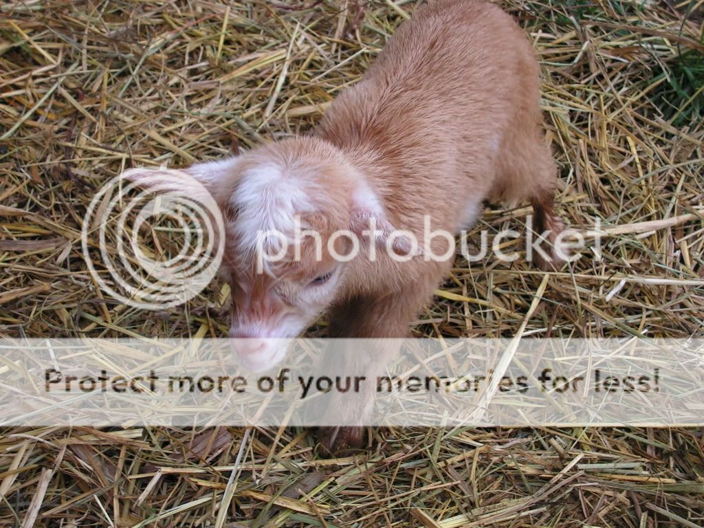 Pics of our new additions - Goats