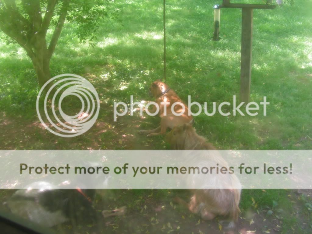 Because Boys Are Cute, Too (pic) - Goats