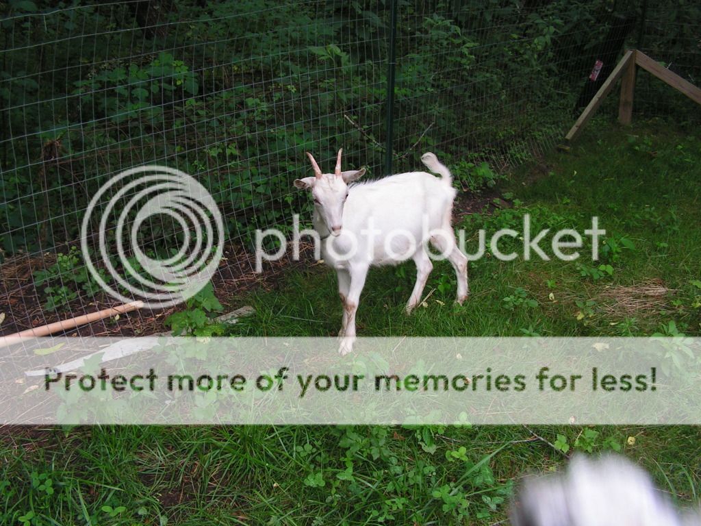 Our Newest Addition - Goats