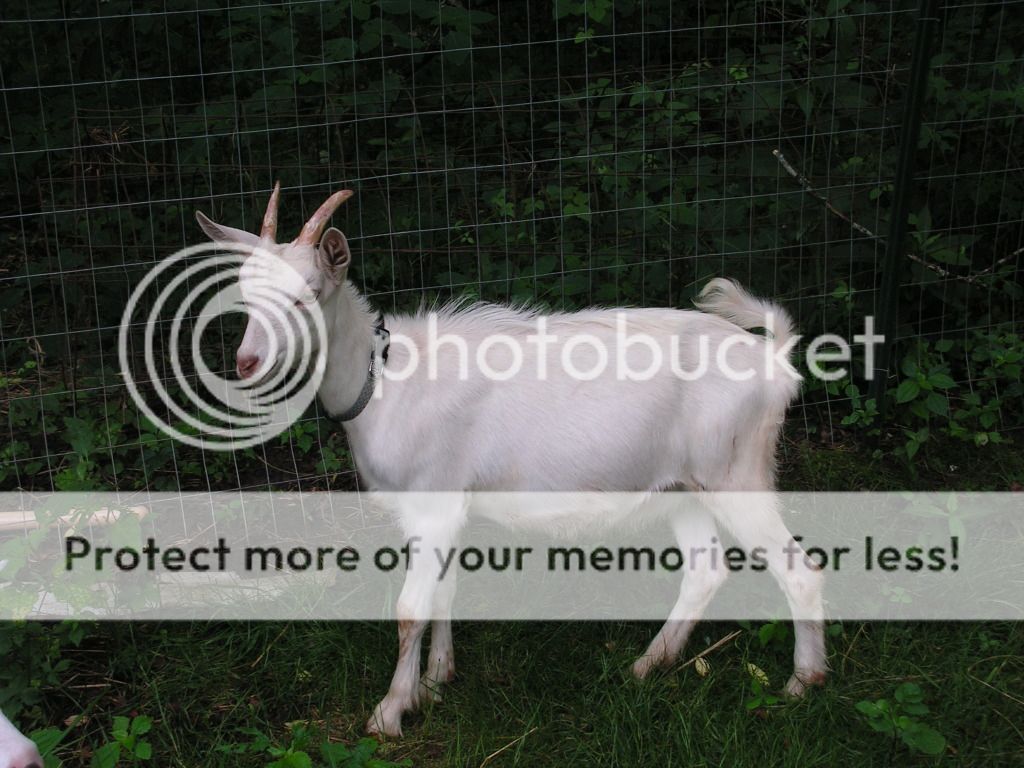 Our Newest Addition - Goats