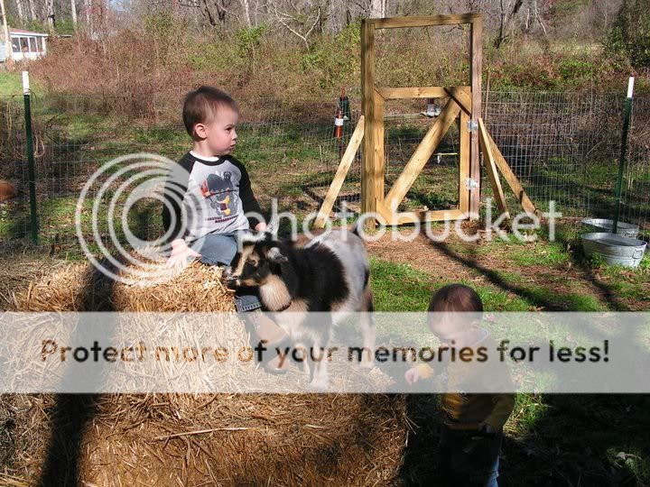 Cute fix *pics* - Goats