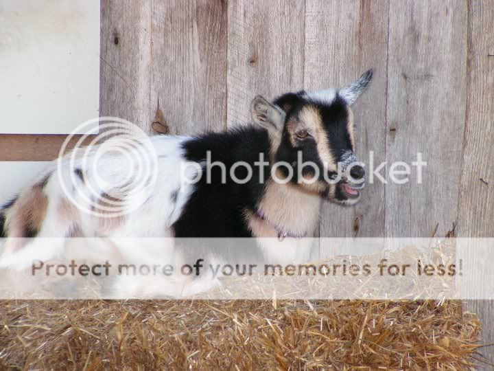Cute fix *pics* - Goats