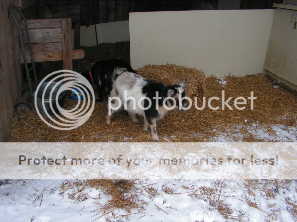 More Winter Pics - Goats