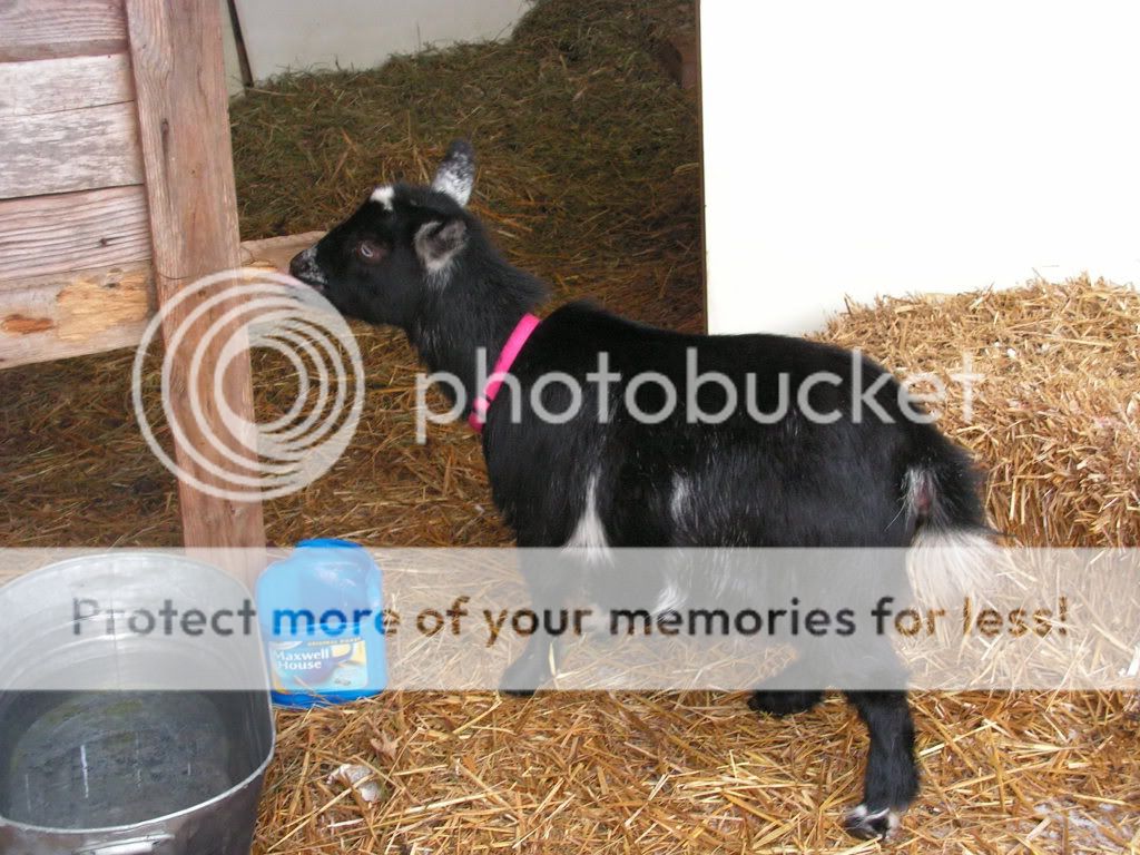 More Winter Pics - Goats