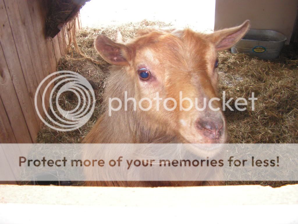 More Winter Pics - Goats