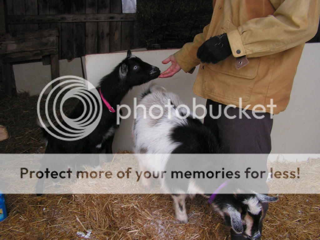 More Winter Pics - Goats