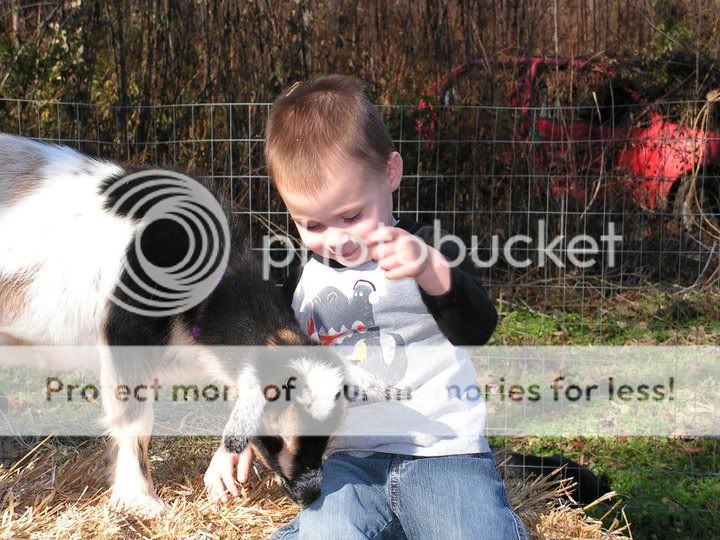 Cute fix *pics* - Goats