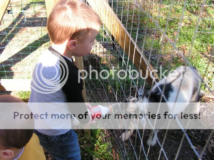 Cute fix *pics* - Goats