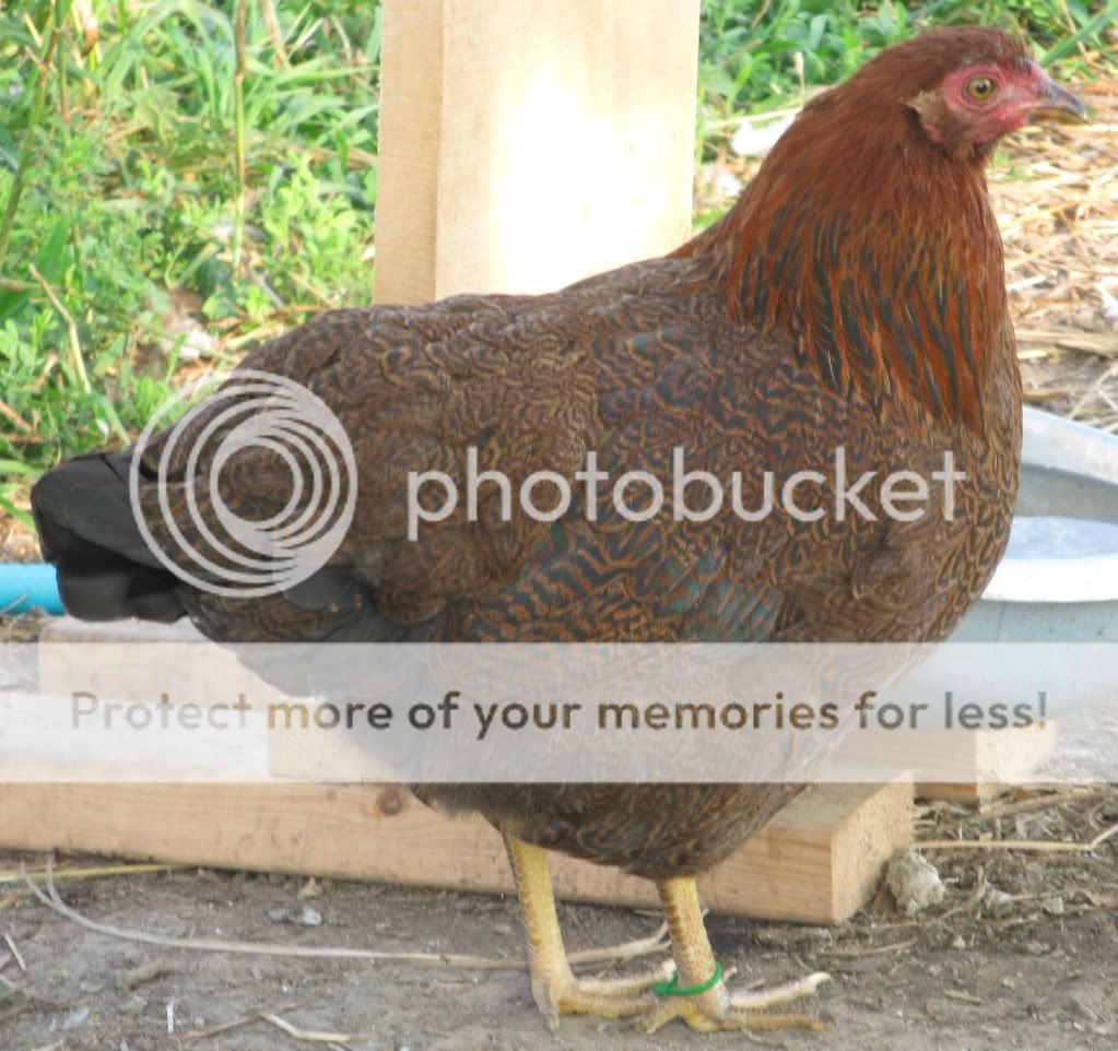 albertachickensetc.pun... albertachickensetc.pun...